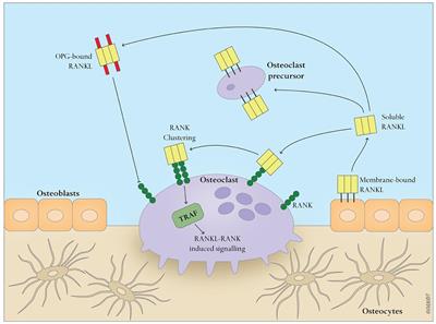 Exosomes as a Novel Approach to Reverse Osteoporosis: A Review of the Literature